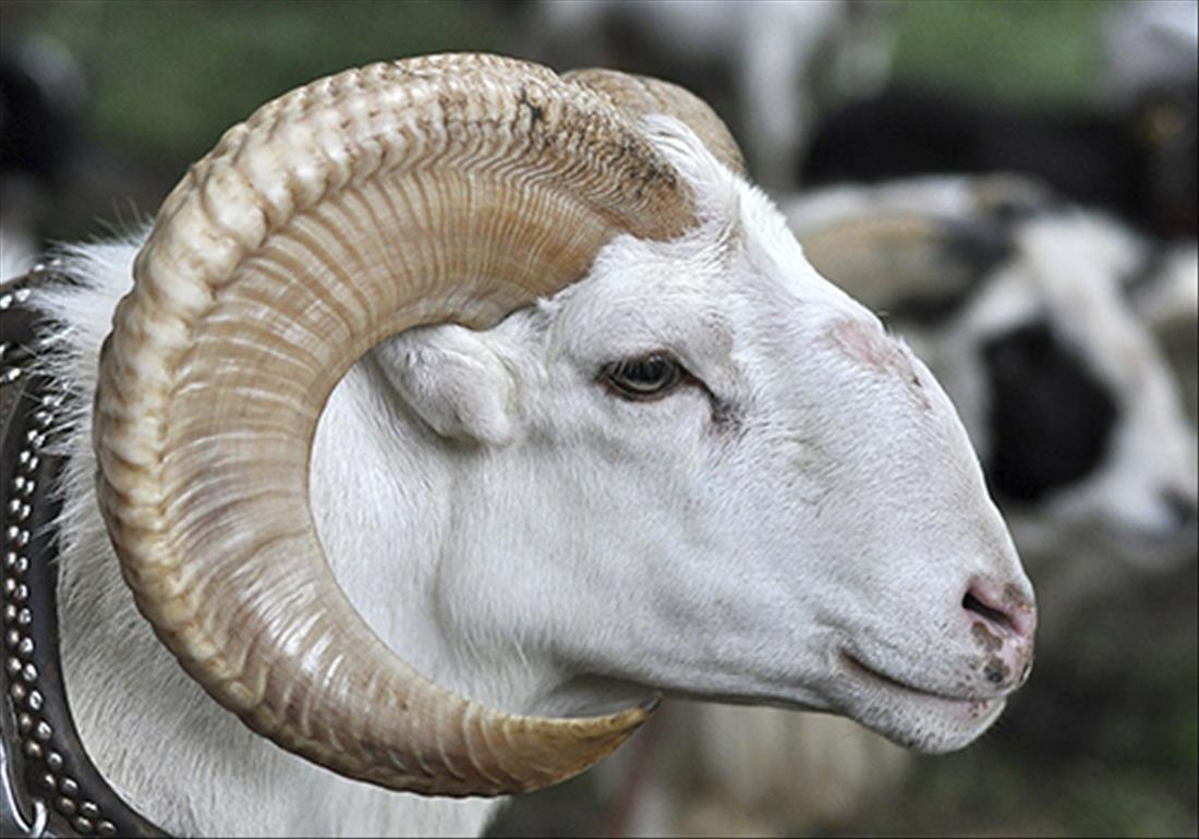 Halkalı Adak Kurban