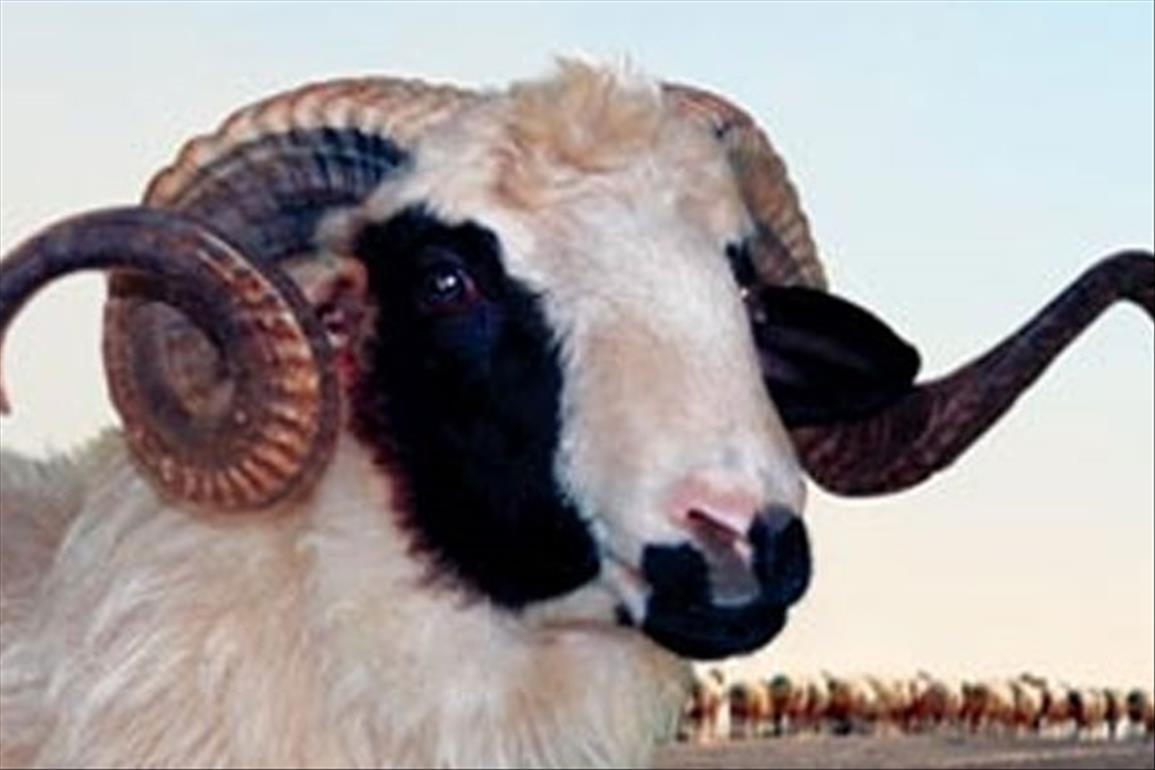 Altınşehir Adak Kurban