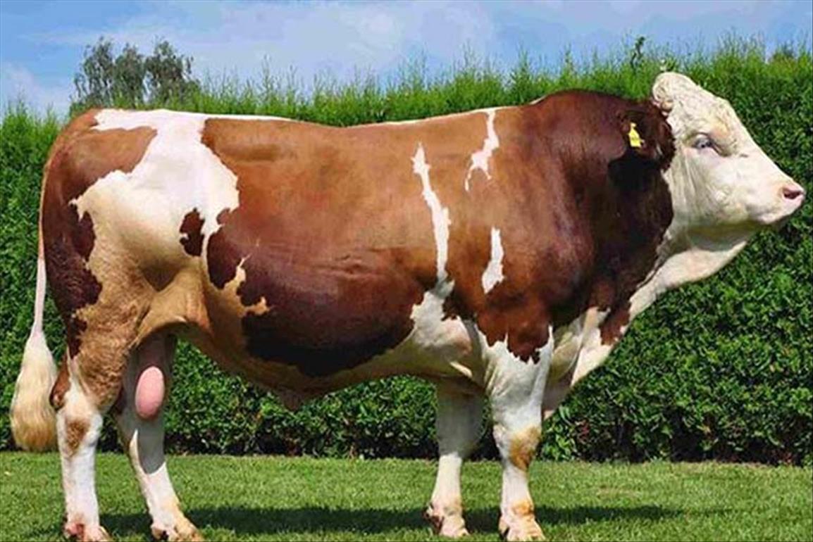 Kurbanlık Tosun