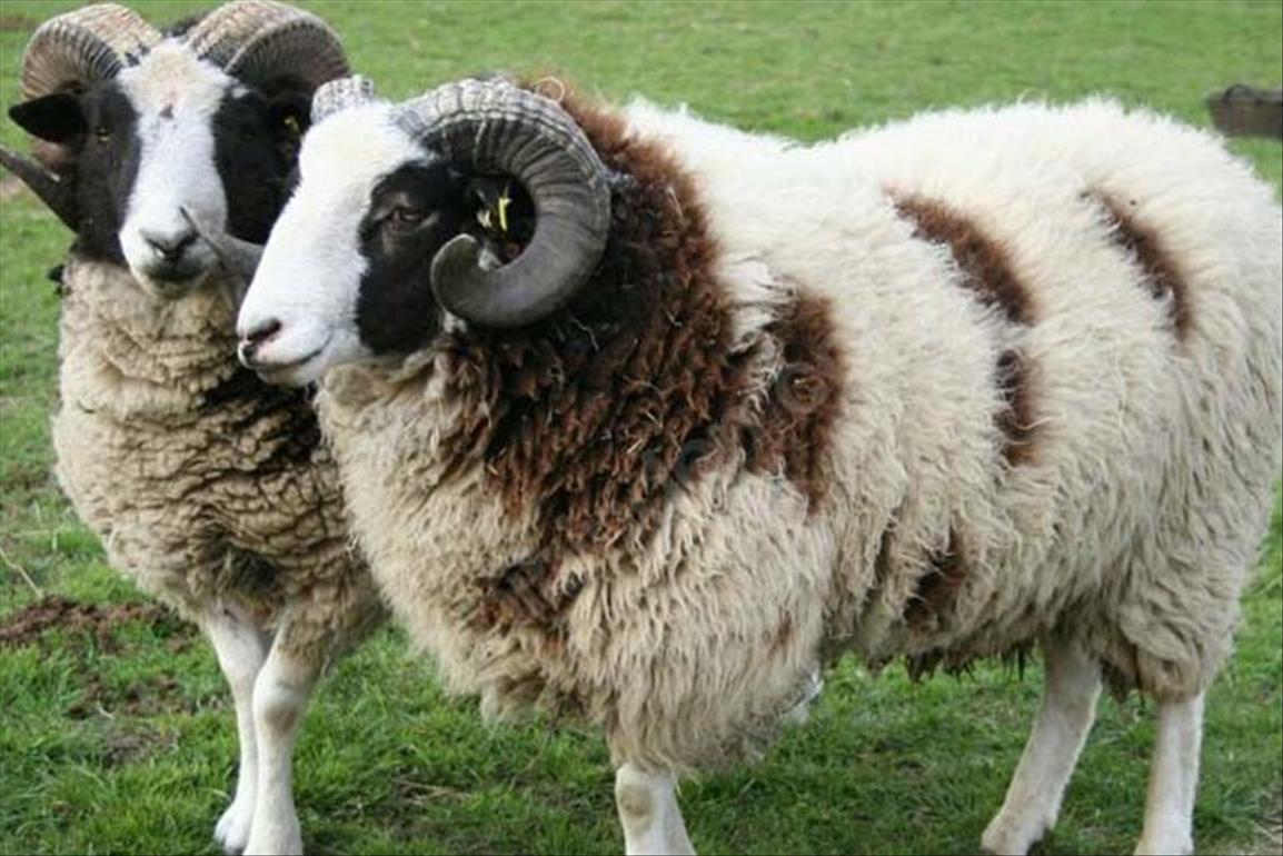 Adaklık Kurban